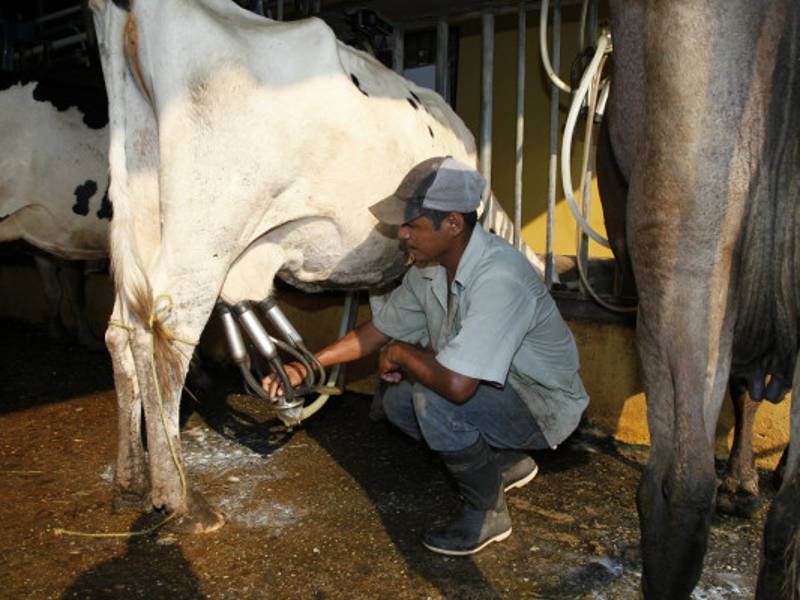 Los productores de leche están negociando un incremento L1.50, el cual no será compartido con las plantas industriales.