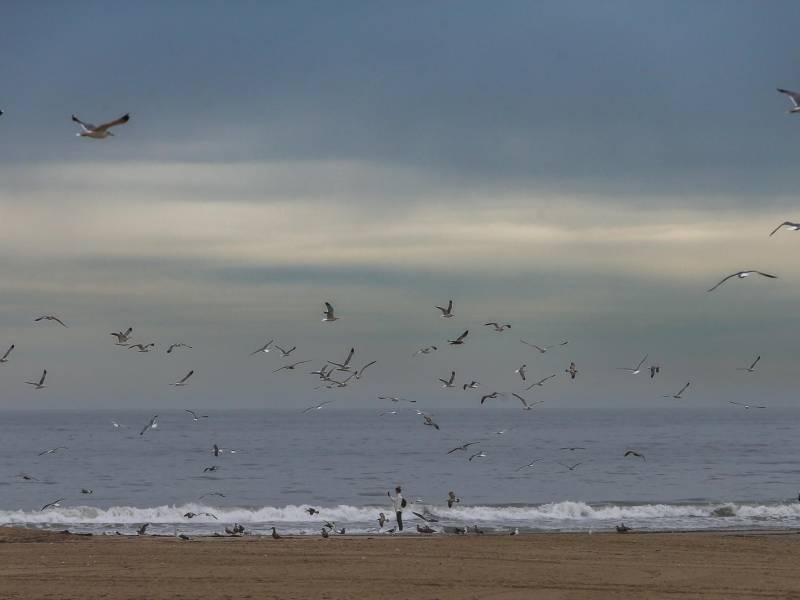 Tsunami golpea la costa oeste de Estados Unidos tras la erupción en Tonga