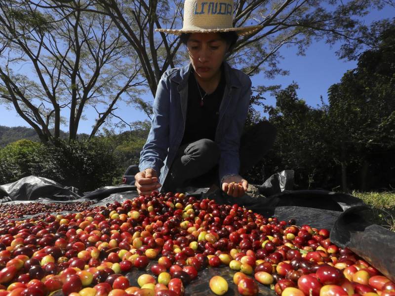 La productora de café Linda Pérez selecciona granos en su finca en la aldea Chusmuy, el 9 de enero de 2024, en el municipio de Márcala, en el departamento de La Paz.
