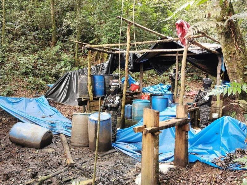 Las Fuerzas Armadas de Honduras decomisaron este sábado al menos 154.500 arbustos de hoja coca en el sector de Sierra de Río Tinto, departamento de Colón, en el Caribe del país centroamericano.