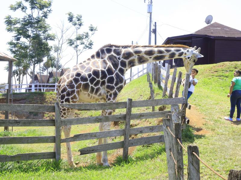 Técnicos investigan la causa que provocaron la muerte de Big Boy, que tenía 25 años.