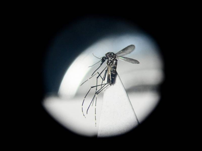 Un mosquito Aedes aegypti, una de las dos especies que transmiten el chikungunya. El virus causar dolor articular.