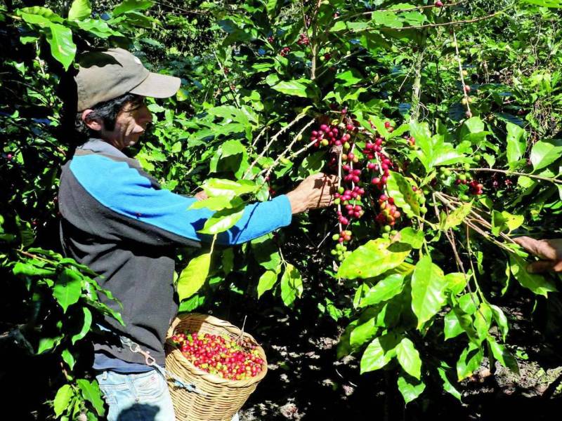 Un obrero corta café en una finca del occidente de Honduras