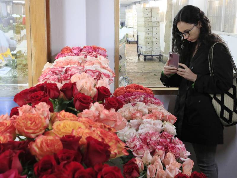 Una mujer toma una foto a varios arreglos de rosas cultivadas en Colombia.