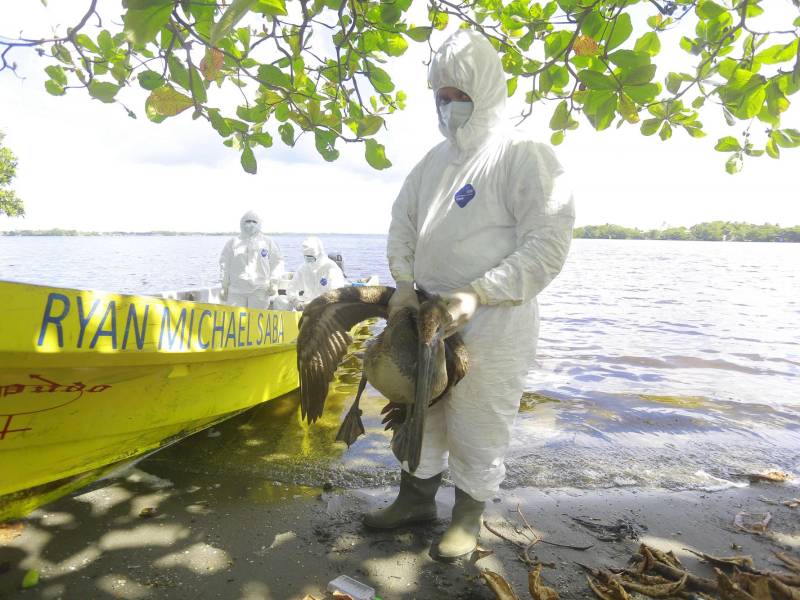 Equipos de Senasa recorrieron ayer la Laguna de Alvarado en Puerto Cortés, en donde encontraron pelícanos aún con vida, pero contagiados por influenza aviar. FOTOS: MOISÉS VALENZUELA.