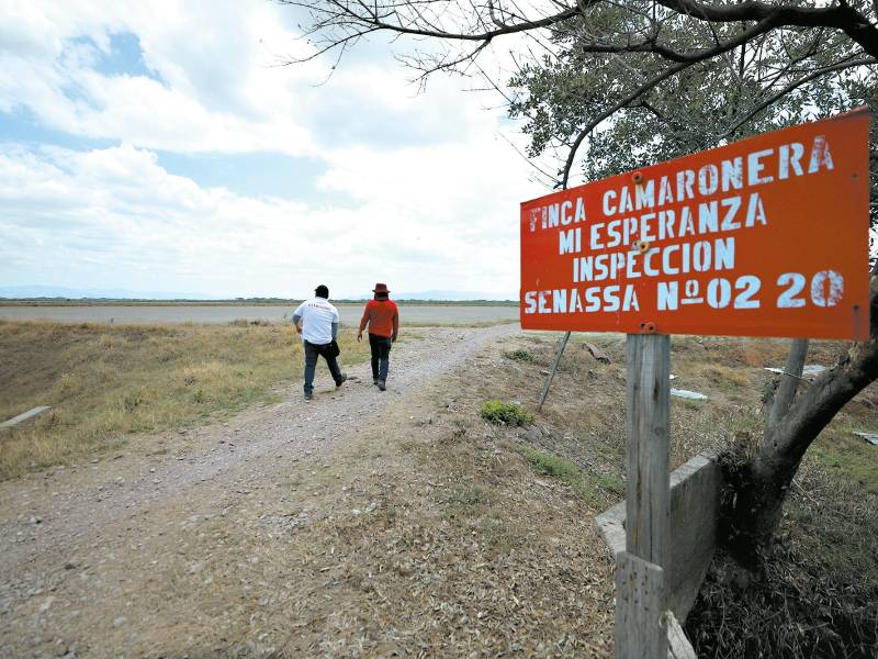 <b><span class=mln_uppercase_mln>empleo.</span></b> Dos trabajadores caminan por una finca de camarón.