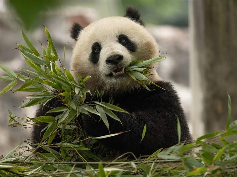 Dos osos pandas gigantes procedentes de China aterrizaron este martes en Washington para dirigirse al Zoológico Nacional de la capital estadounidense tras un acuerdo entre las autoridades de las dos superpotencias.