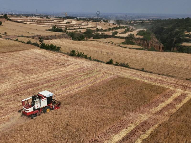 La sequía asoló la provincia china de Shaanxi. La capacidad del País para producir trigo se agota.