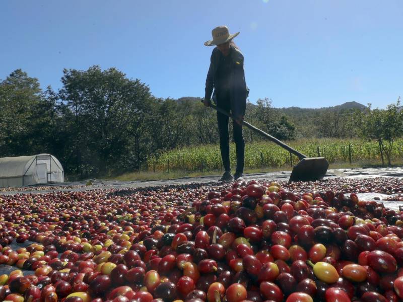 Foto de archivo de una mujer trabajando en la finca cafetera Los Cascabeles, en Marcala, departamento de La Paz (Honduras).
