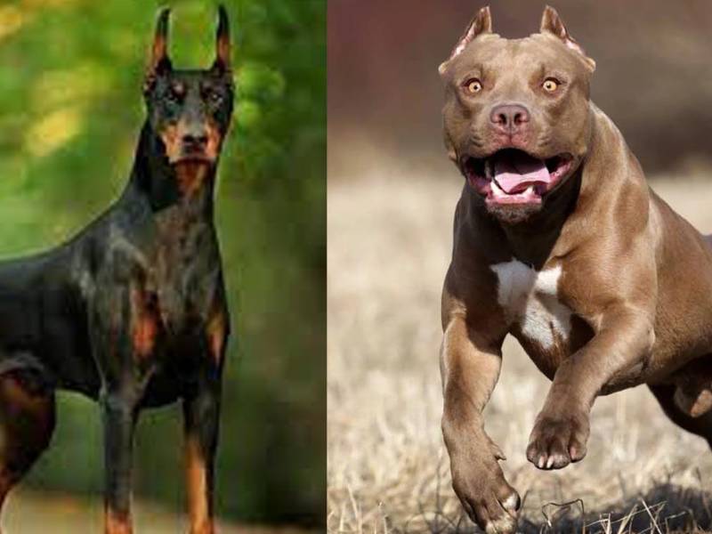 Foto de archivo de dos perros dóberman y <b>pitbull.</b>