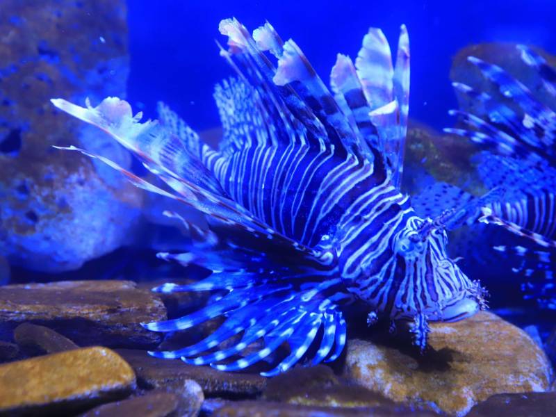 En el Acuario de Tela Marine pueden disfrutar de la diversidad de la vida marina.