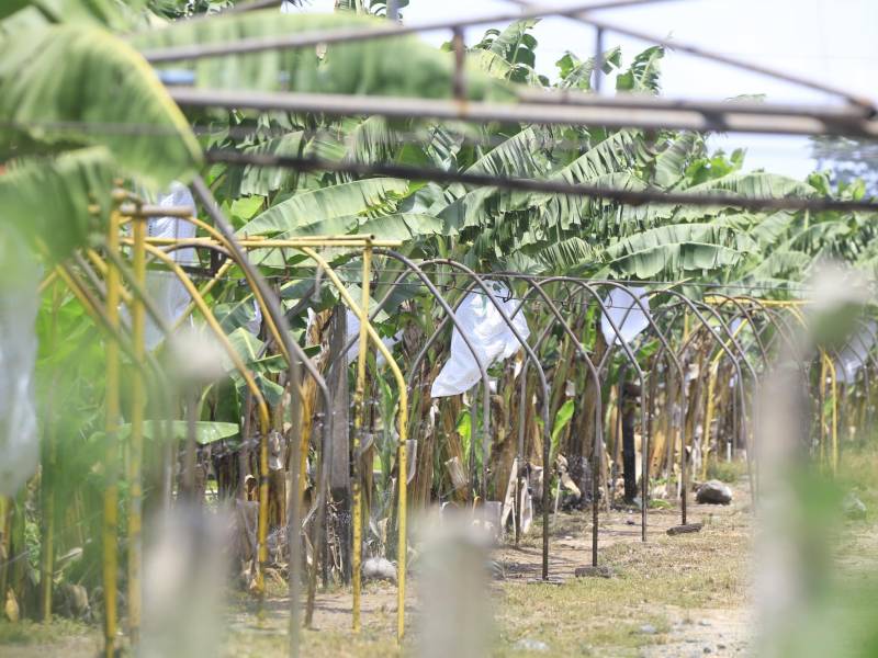La producción que no puede ser exportada se comercializa en el mercado local. Una cesta contiene aproximadamente 100 guineos y tiene un precio de 80 lempiras.