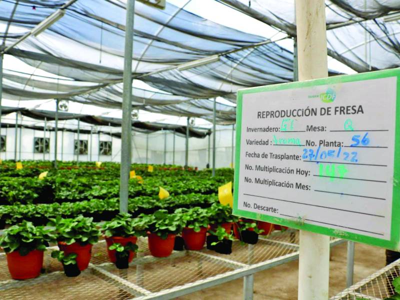 Al menos 60,000 plantas se producen en los viveros de la SAG en Intibucá. Se busca incorporar variedades con derechos de producción en la zona de Intibucá. La producción se caracteriza por tamaño y dulzura.