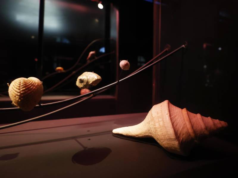 Fotografía donde se observan caracolas de la exposición 'Mollusca. Poesía de Caracolas. Sumergirse en la Colección Neruda', este viernes en Santiago (Chile).