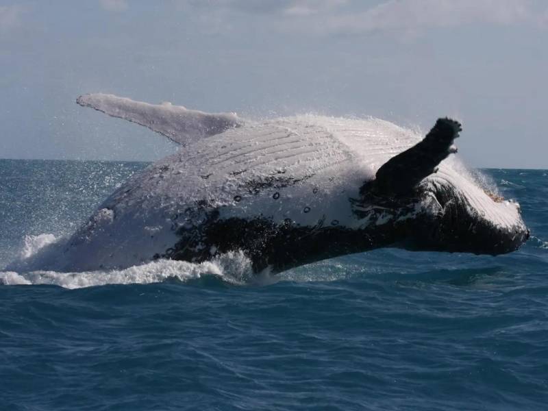 Las autoridades australianas calificaron el incidente en Queensland<b> </b>como “extremadamente inusual”.