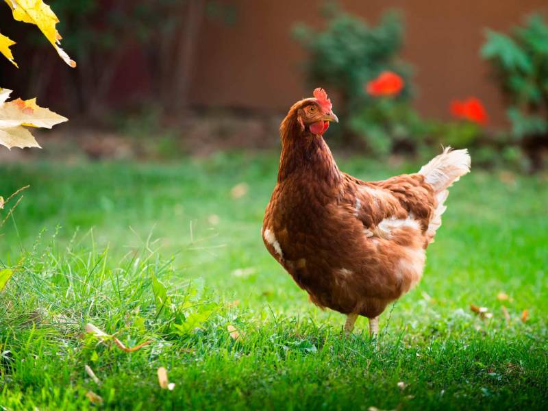 Son aves de corral de fácil manejo debido a la versatilidad con la que se adaptan al espacio disponible.