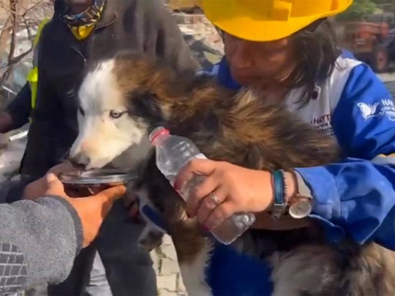 El perro Aleks fue entregado a la asociación turca de protección animal Haytap tras su milagroso rescate.