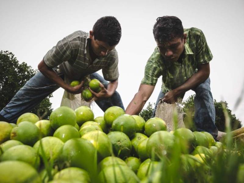 El sector agrícola es el mayor generador de empleos en el país.