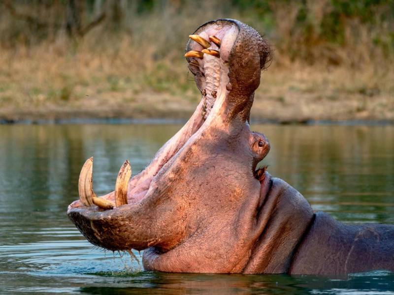 Lo que comenzó como un capricho del narcotraficante Pablo Escobar hoy se ha convertido en una amenaza real. Más de tres décadas después, los hipopótamos que alguna vez formaron parte de su zoológico privado podrían enfrentar su capítulo final.