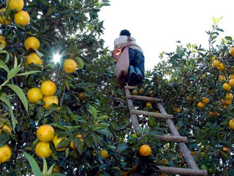<b><span class=mln_uppercase_mln>Labor.</span></b> Un hombre cosecha naranjas en una plantación de la zona norte de Honduras.<span class=mln_uppercase_mln> Foto: LA PRENSA.</span>