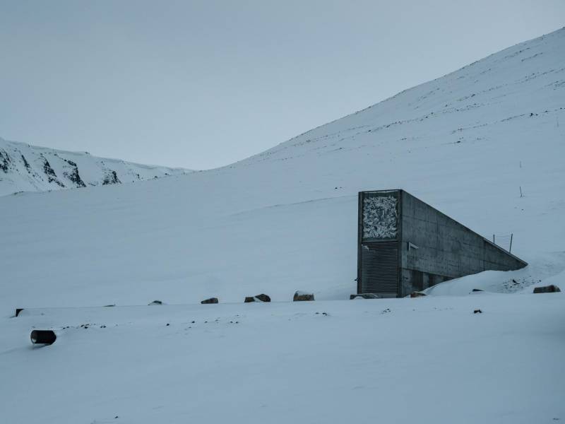 La Cámara Global de Semillas de Svalbard, en el norte de Noruega, recibió unas 30 mil muestras nuevas en octubre.