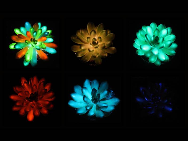 Suculentas brillan tras ser infundidas con partículas de fósforo que absorben y liberan luz lentamente. (Liu et al., Matter)