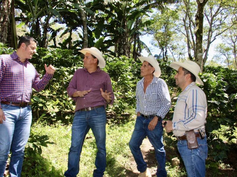 El viceministro de Caficultura, Carlos Murillo y miembros de la Cooperativa Flor del Pino iniciarán la renovación de sus plantaciones de café en Azacualpa, Sensenti, Ocotepeque.