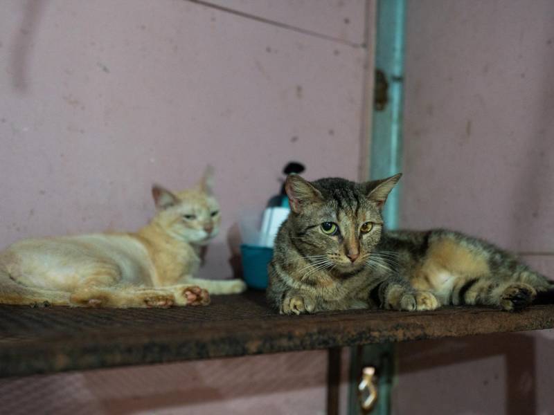 Gatitos en el Refugio Amor y Abrigo.