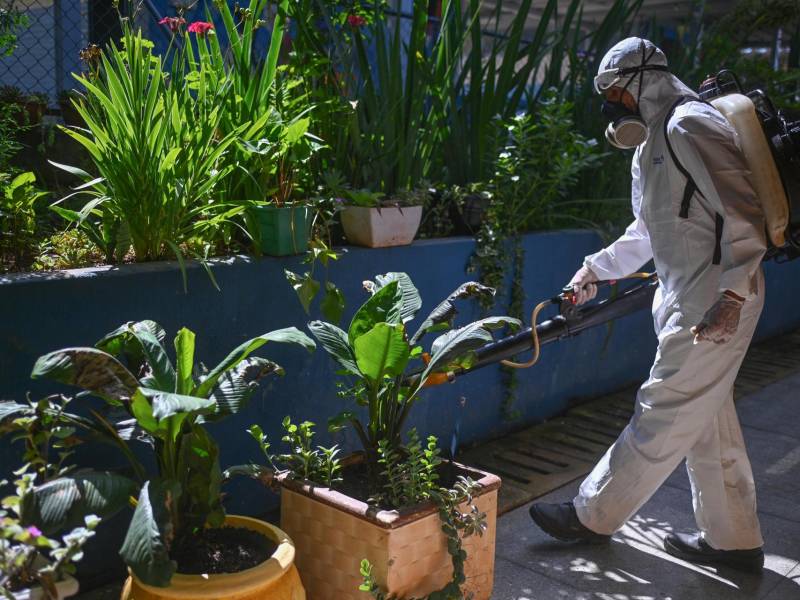 En Brasil se registra un brote sin precedentes, con 7.767 casos del virus de oropouche este año.