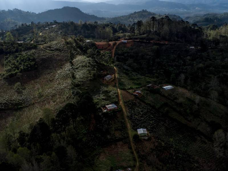 Cafetales enclavados en las montañas cerca de la Finca El Puente, en el suroeste de Honduras.