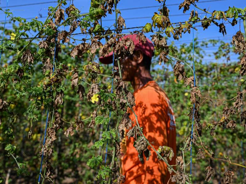 Las temperaturas extremas también afectaron los cultivos en gran parte de la región.