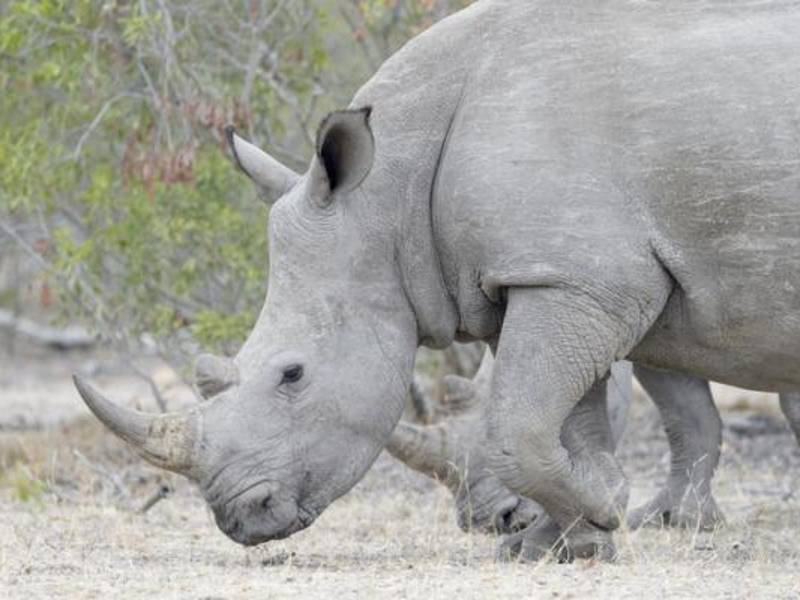 El número de rinocerontes disminuyó a causa de los cazadores furtivos desde los años 1970.