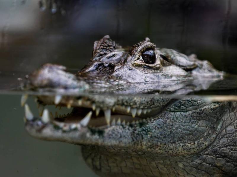 El hallazgo se realizó el viernes, pero fue en las últimas horas que fueron identificados los restos encontrados en la boca del caimán.