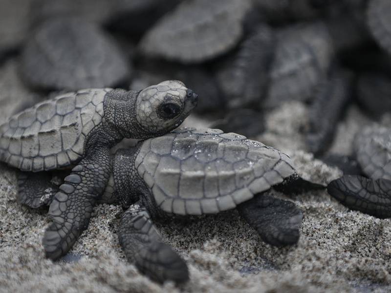 Un total de 280 neonatos tortugas loras fueron liberados este viernes “para hacer su recorrido y ejercitar sus pulmones” en la amplia playa de Punta Chame, en el Pacífico de Panamá, donde esa especie llega a anidar, según explicó a EFE la Fundación Tortuguías, dedicada a la conservación de esta especie vulnerable.