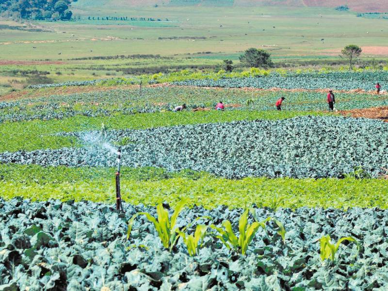 <b><span class=mln_uppercase_mln>siembra.</span></b> Agricultores limpian parcelas cultivadas con repollos.<span class=mln_uppercase_mln> </span>