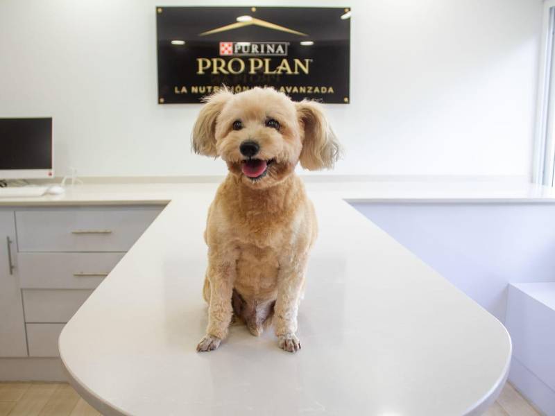 Cookie es un carismático French Poodle de 11 años de edad que está interno en el hospital veterinario San Francisco de Asis por problemas cardiacos. A pesar de su padecimiento Cookie es un perro enérgico y felíz.