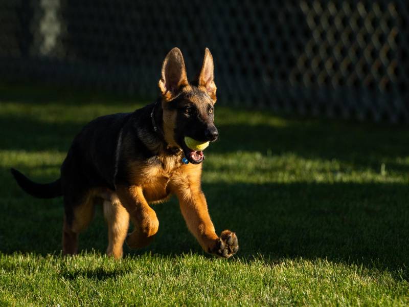 Commander fue un regalo que recibió el presidente de parte de su familia, según constató CNN.