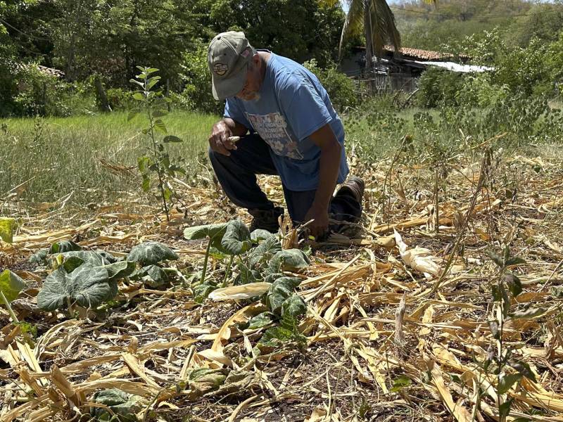 Un campesino limpia la milpa afectada por la sequía este jueves, en Marcovia (Honduras).