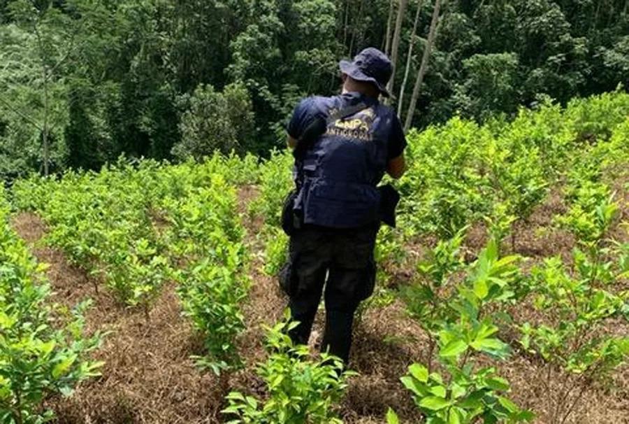 Aseguran 45 manzanas de arbustos de coca en Olancho