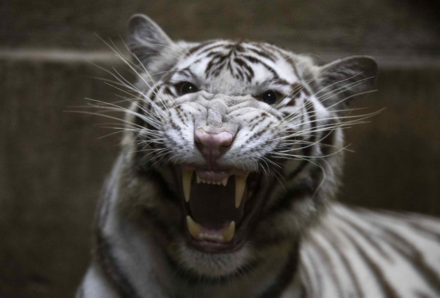 Trabajador atacado por tigre en zoológico de Florida puede enfrentar cargos