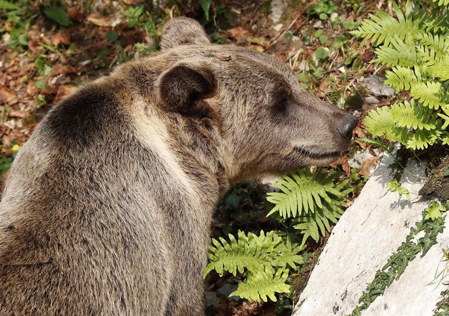 Florida busca personal de respuesta a encuentros de osos y humanos