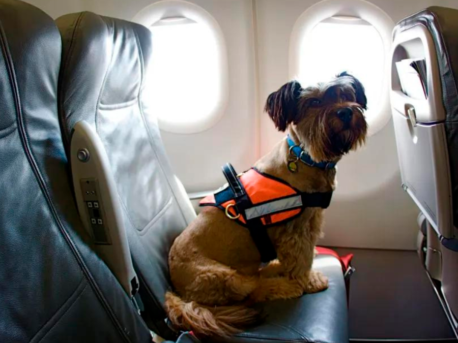 Cuando las mascotas tienen poco peso, como cachorros y perros de raza pequeña, pueden viajar en cabina en su maletín transportador.