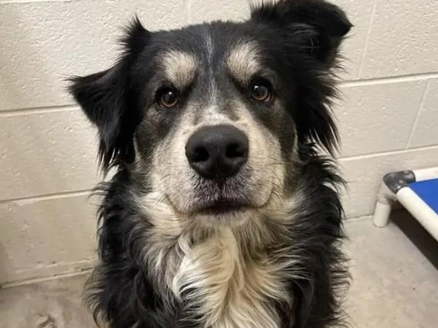 Apodado <b>Pawl Ruff</b>, el canino también es conocido como <b>Waffle House</b> y es un peludo de 2 años de edad, 65 libras, mezcla de pastor australiano, de acuerdo con el Refugio de animales de <i>Collierville Animal Shelter</i>.