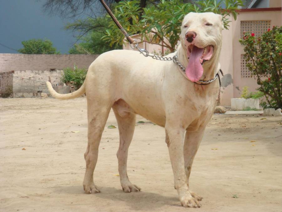BULLY KUTTA: Proviene de India. Es robusto y considerado de los más fuertes del planeta. Tiene un carácter terco, es muy inteligente y puede desarrollar una gran agresividad, aunque bien educado puede llegar a ser un perro obediente y muy leal. 