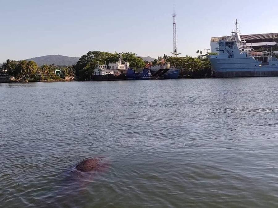 ¡Buscó ayuda humana! Rescatan a manatí enfermo en Puerto Cortés