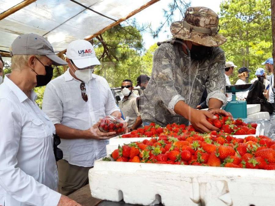 En La Paz, Intibucá y Lempira y en Guatemala más mujeres se han incorporado a las tareas del campo, lo que ha permitido hacerlas piezas fundamentales del desarrollo.