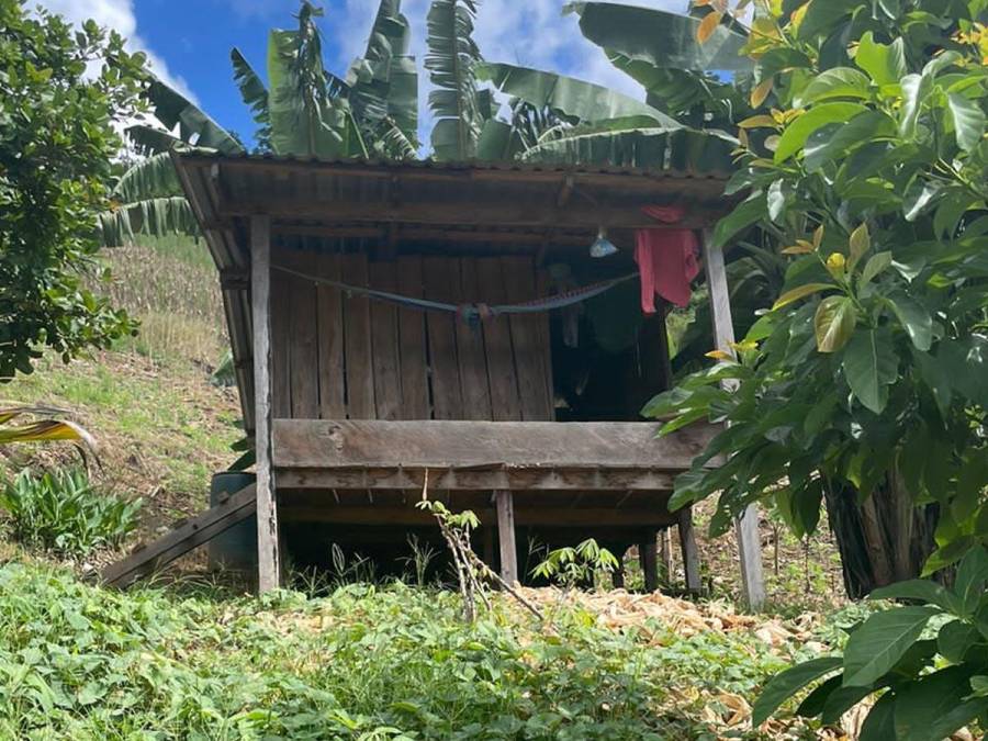 Descubren 18 mil arbustos de hoja de coca en Colón