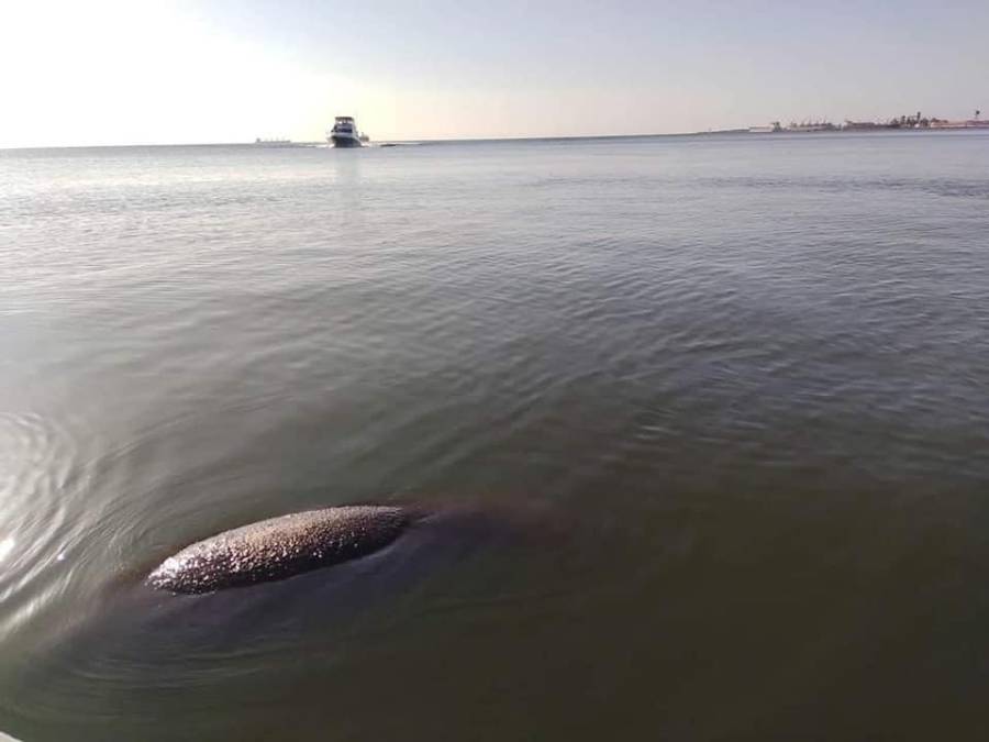 Varias personas lograron capturar imágenes del manatí rescatado ayer en Puerto Cortés. 