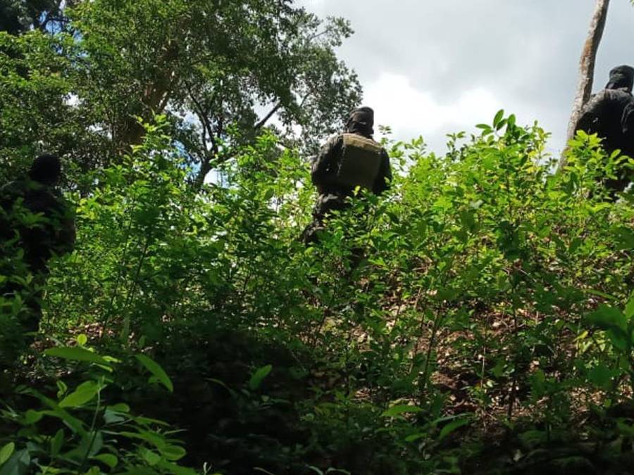 Descubren 18 mil arbustos de hoja de coca en Colón