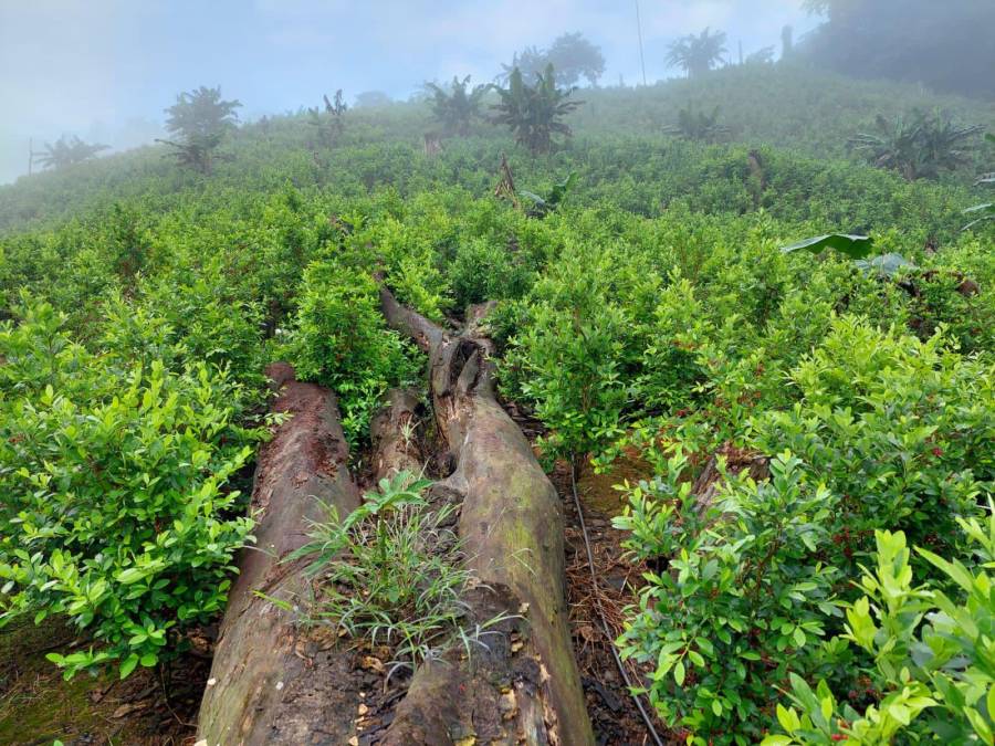 Se hallaron diferentes insumos y materiales utilizados en el cuidado de las plantaciones y la extracción de pasta base de coca, como bombas para fumigar tipo mochila y picadoras de pasto.